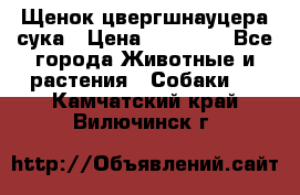 Щенок цвергшнауцера сука › Цена ­ 25 000 - Все города Животные и растения » Собаки   . Камчатский край,Вилючинск г.